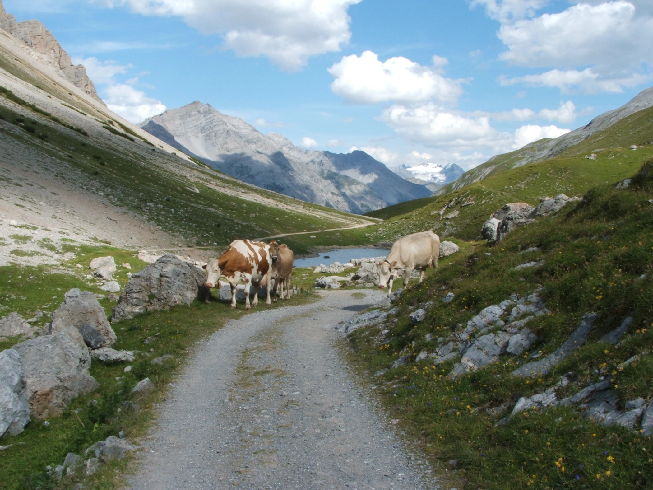Mucche al pascolo in Valdidentro, verso le sorgenti dell'Adda